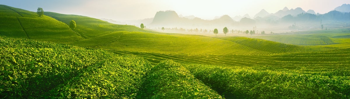 Chuyện của Trà
